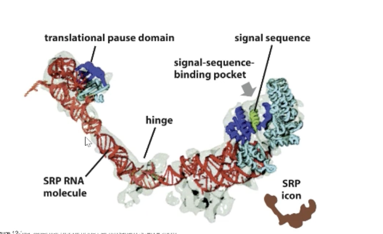 <p>What is the SRP?</p>