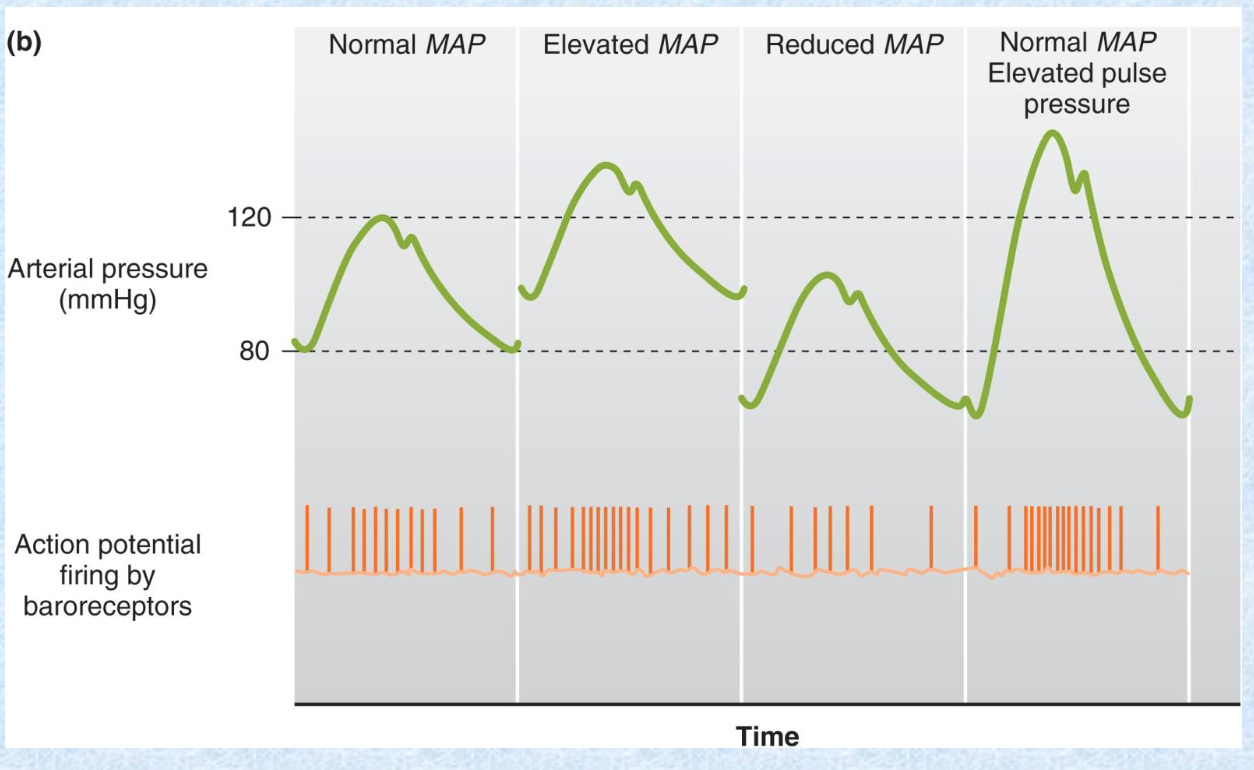 <p>MAP or elevated pulse pressure </p>