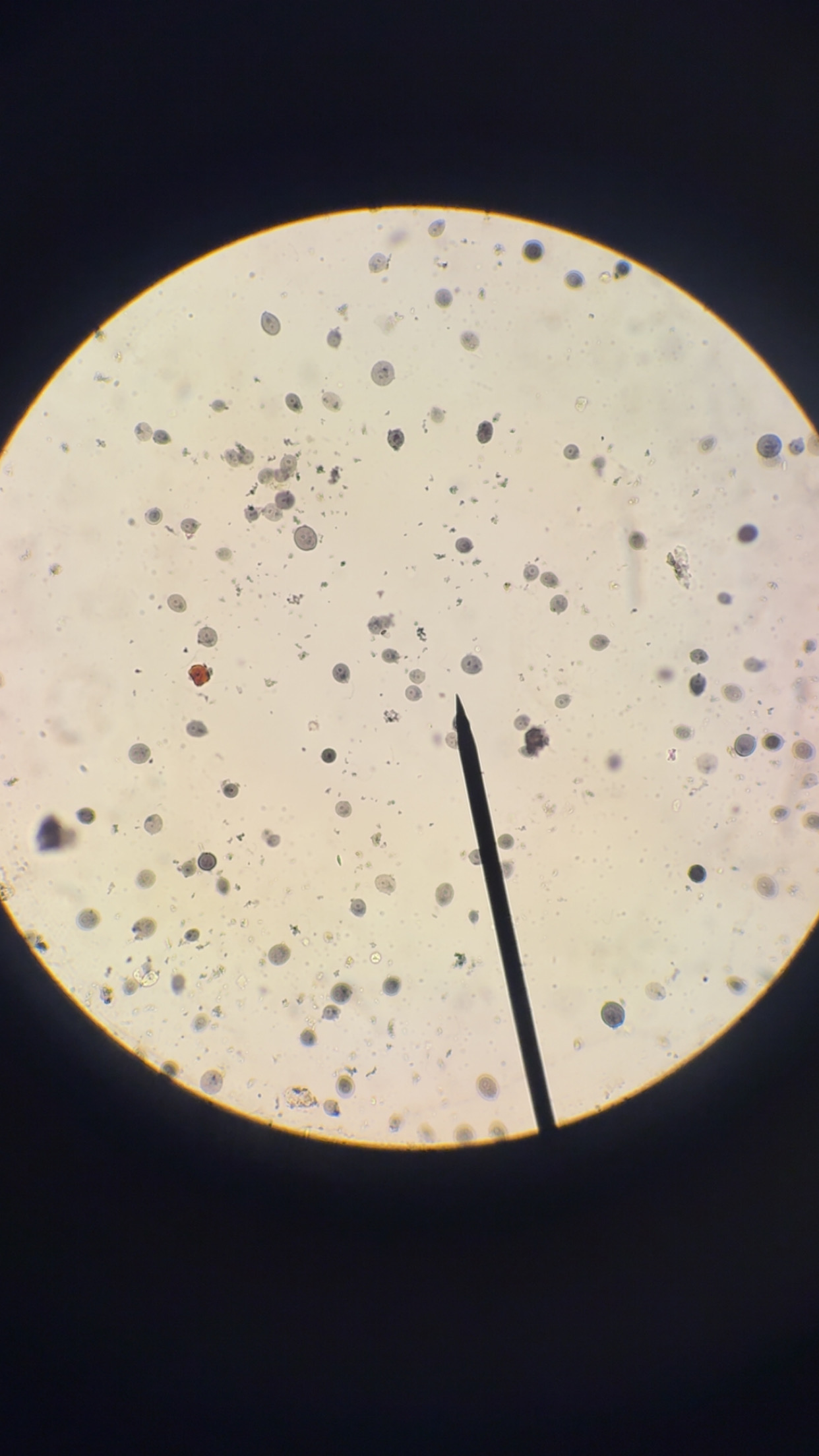 <p>What phylum </p>