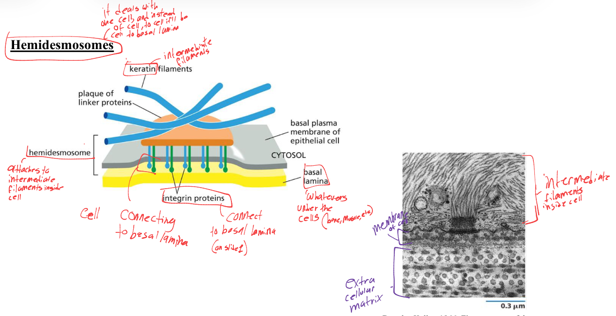 <p>intermediate filaments- hemidesmosome attaches to intermediate filaments inside cell</p><p>intergrin proteins-connect to the basal lamina</p><p>basal lamina- whatever protein the intergrin binds to. </p>