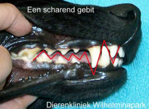 <p>Bovenkaak valt net over onderkaak</p><p>Bovenkaak Canini valt net achter onderkaak canini </p>