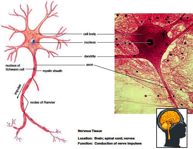 <p>neurons </p>