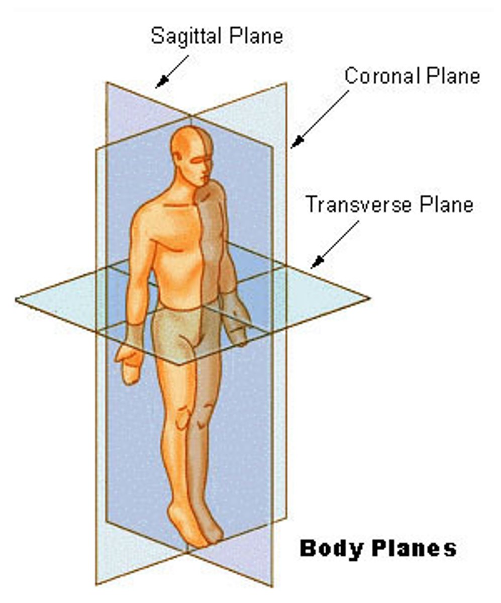 <p>Planes dividing the body to describe locations: sagittal, coronal, and transverse.</p>