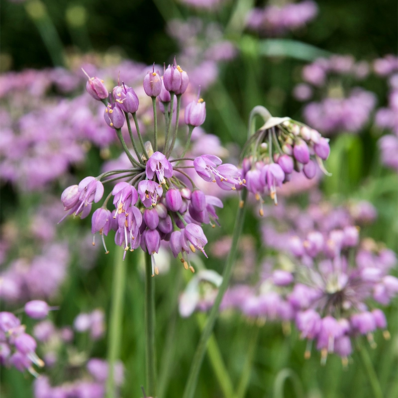 <p>A clumping onion with arching stems topped by nodding clusters of lavender or white bell-shaped flowers.</p>