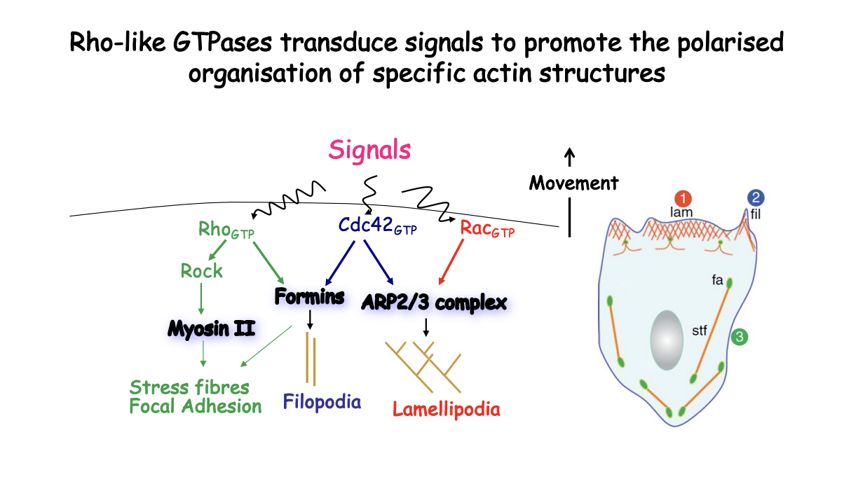 <p>Directional migration arises from the asymmetrical activation of small GTPases at the cell surface according to the extternal single gradent</p><ol><li><p><strong>When GTP-bound→ </strong>Induce distinct membrane protursions:</p></li><li><p>Rac activate Arp2/3 </p><ul><li><p>causes <strong>Lamellipodia (branched F-actin networks)</strong></p></li></ul></li><li><p> Cdc42 activate Arp2/3</p><ul><li><p>causes <strong>filopodia (linear bundles)</strong></p></li></ul></li><li><p>Rho promtes contraction by activating actin organisation by formins and myosin II</p></li></ol><p></p>