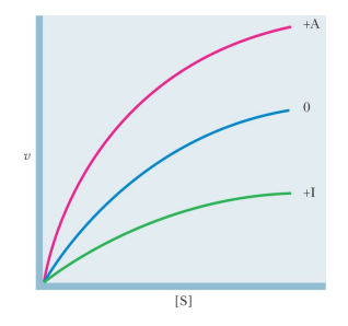 <ul><li><p>In ‘V systems’, allosteric effectors change the Vmax and K0.5 remains the same</p></li><li><p>R and T forms of the enzyme have the same affinities for S, but differ in their affinities for A and I and in their catalytic properties </p></li><li><p>This regulation is important when the cellular concentration of S is much greater that K0.5</p></li></ul><p></p>