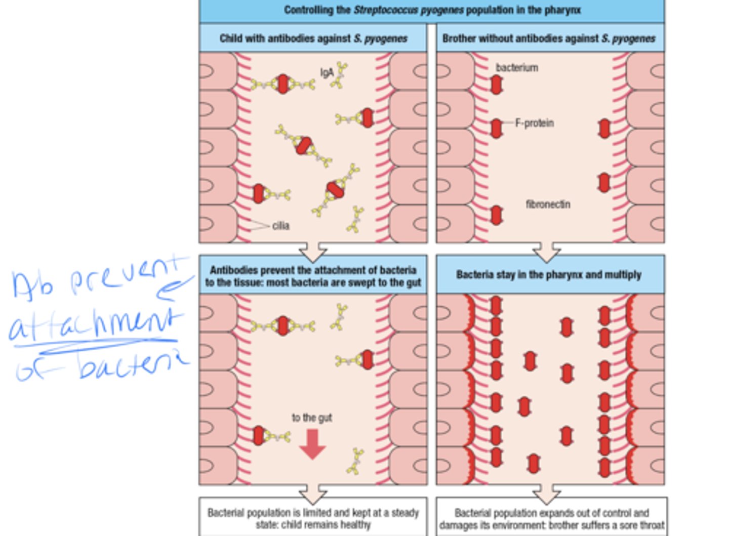 <p>-if the child has abs against strep, the ab will prevent the attachment of bacteria to the tissues and most bacteria get swept to the gut</p><p>- if the child does not have abs against strep then the bacteria stay in the pharynx and multiply</p>