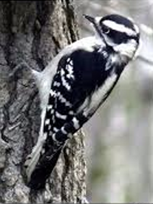 <p>What Bird is this? (and gender)</p>