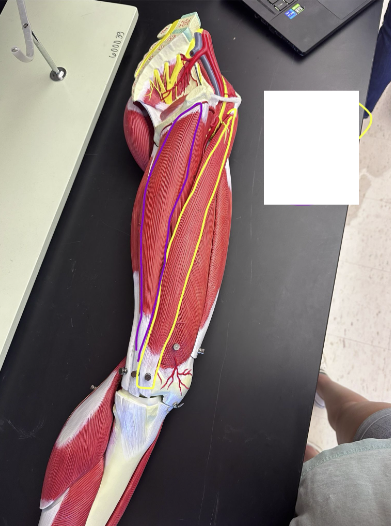 <p>What muscle is the yellow line indicating? What action does this muscle perform?</p>
