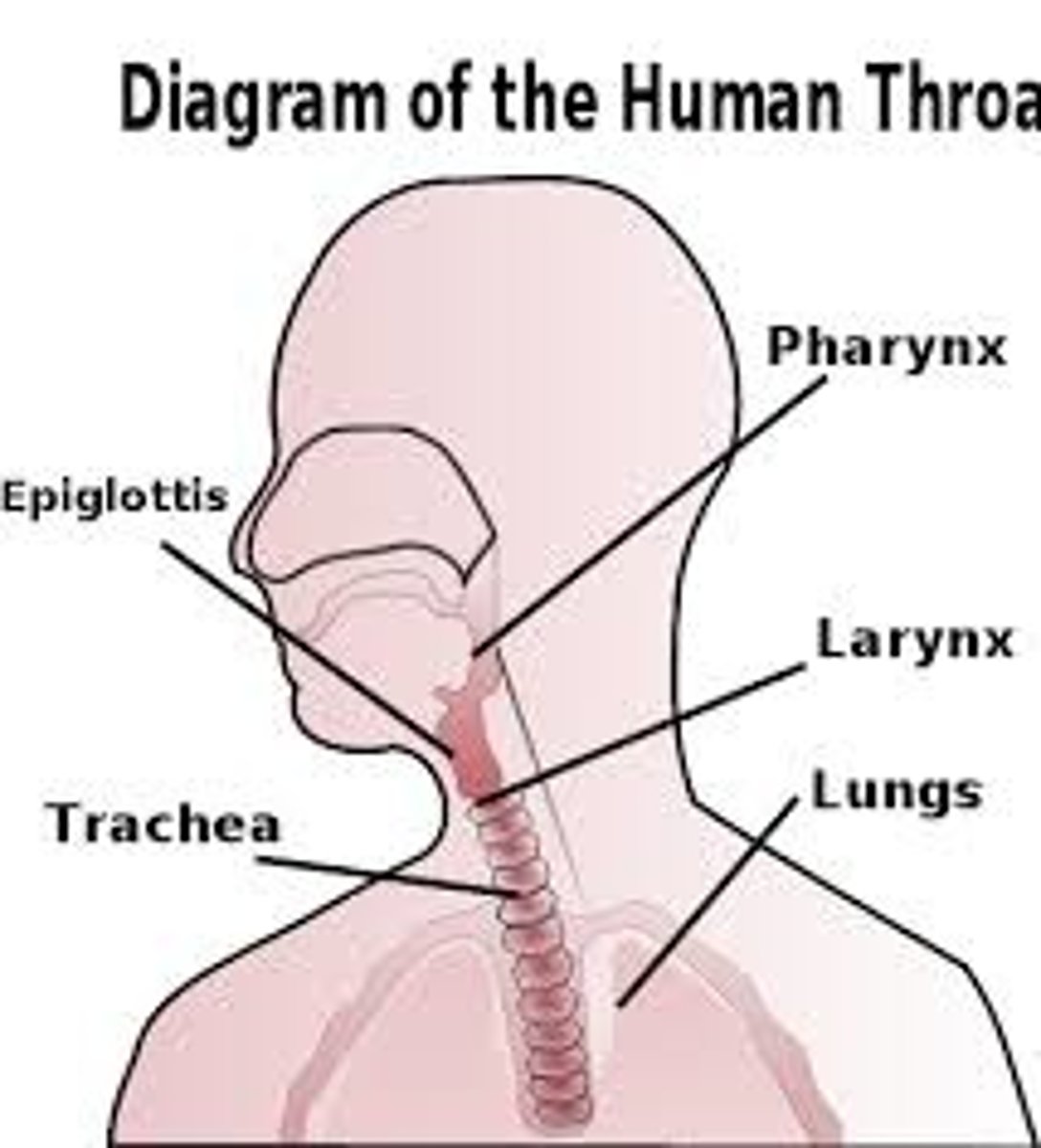 <p>throat</p>
