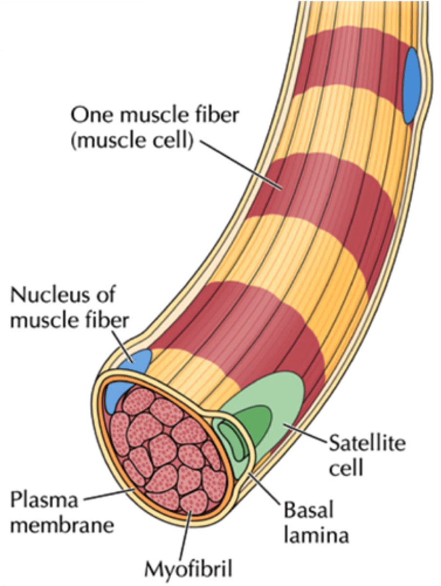 <p>next to plasma membrane under basal lamina (in skeletal muscle)</p><ul><li><p>activated by external stimuli = differentiate together + upregulation of MyoD</p></li><li><p>upregulation of MyoD = differentiates myoblast → myotube</p></li></ul><p></p>