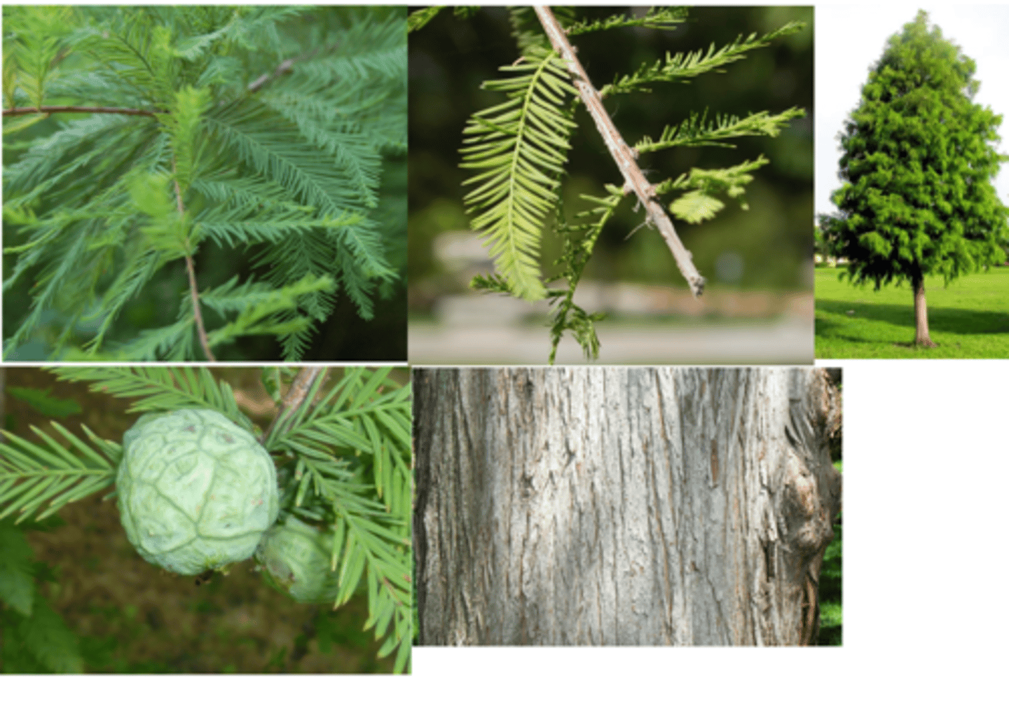 <p>buttressed trunk and knees</p><p>soft needle leaves</p><p>reddish fibrous peeling bark</p>