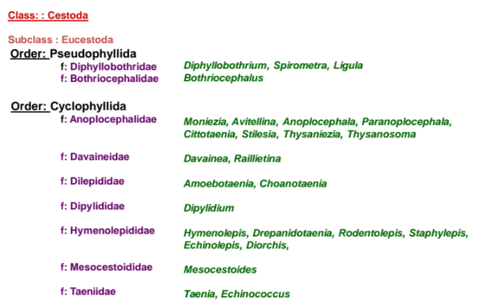 <p><strong>A class of flatworms</strong> commonly known as tapeworms.</p><ul><li><p><em>under phylum platyhelminthes</em></p></li></ul><p></p>