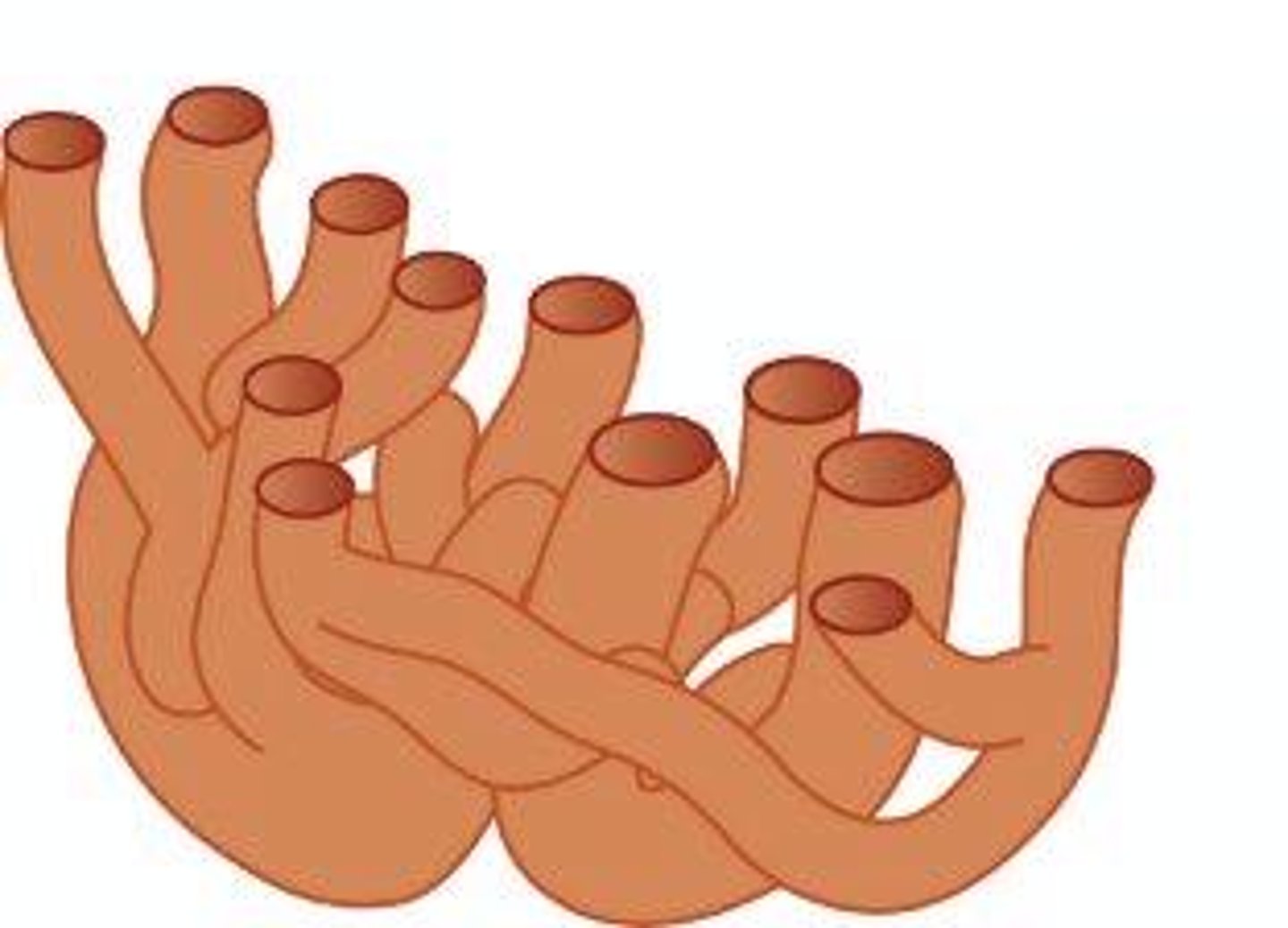 <p>Transports Proteins; Does not have Ribosomes</p>