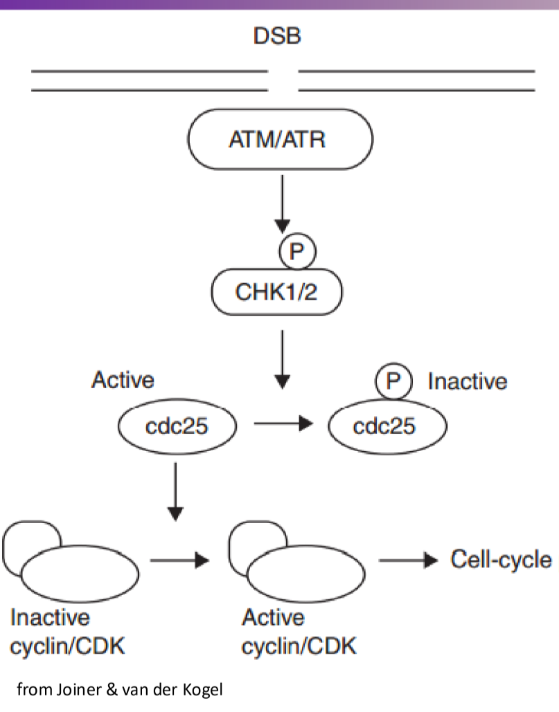 <p>ATM is recruited by the MRN complex. ATM then phosphorylates CHK2. CHK2 then will activate cdc25 phosphatase by removing phosphate group. Phosphatase will then remove a phosphate from CDK —&gt; leading to cell cycle progression</p>