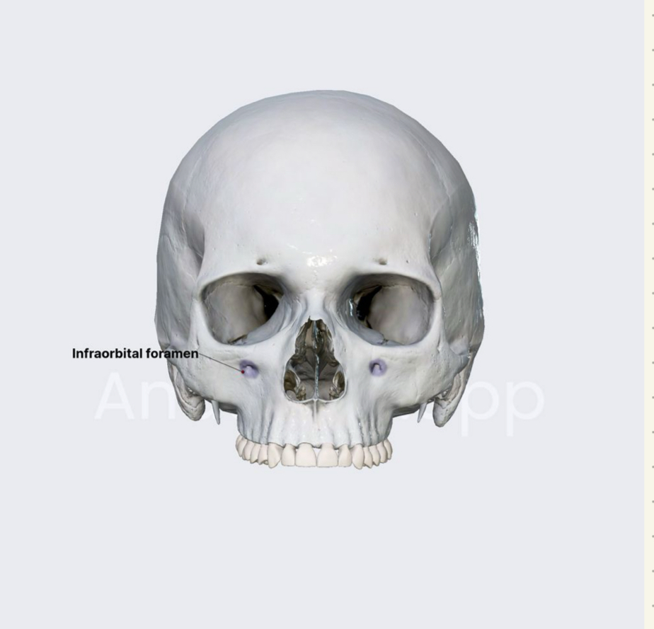 <p>maxilla</p>