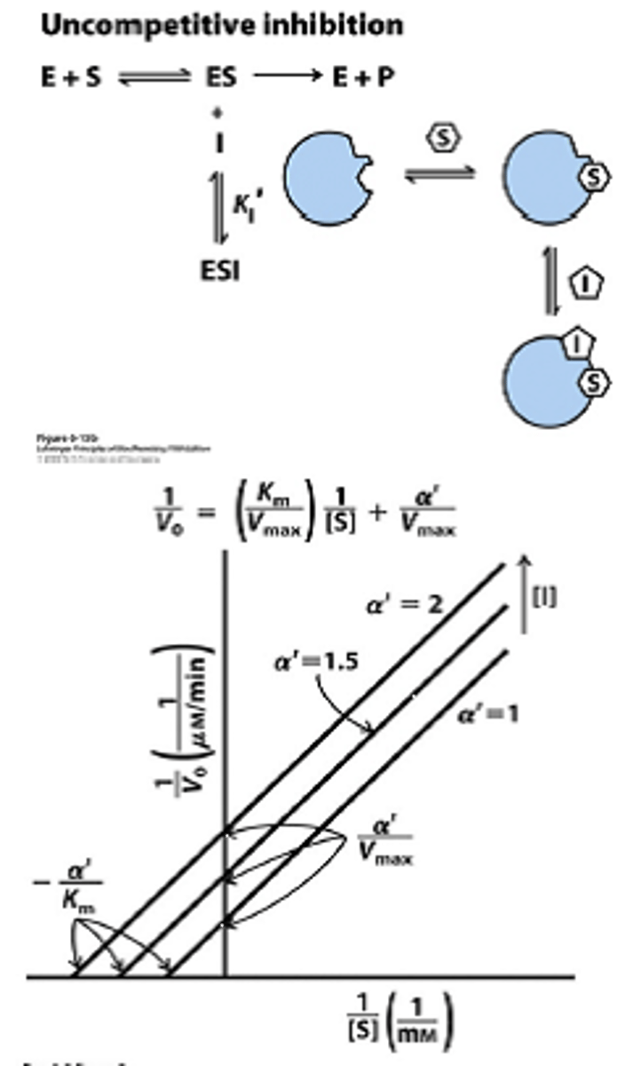 <p>decreased vmax, decreased Km</p><p>inhibitors binds to ES complex, mixed inhibition type I</p><p>increased substrate increases inhibitor effectiveness</p><p>locks S in active site, so decreases vmax and km</p>