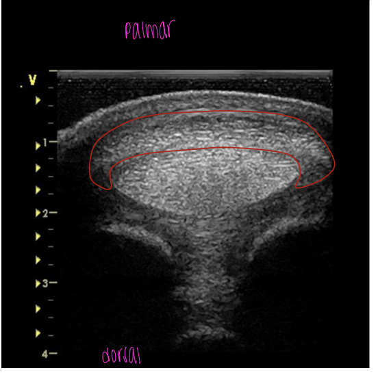 <p>what is the red circling?</p>