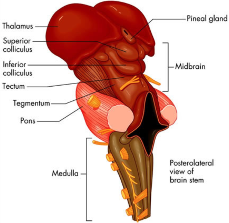 what is the function of the thalamus?