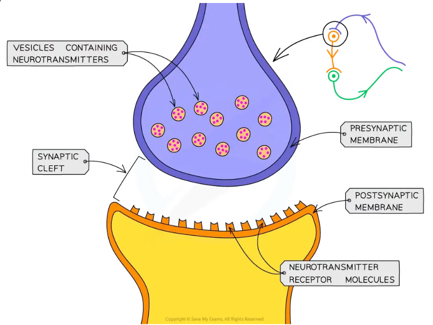 knowt flashcard image
