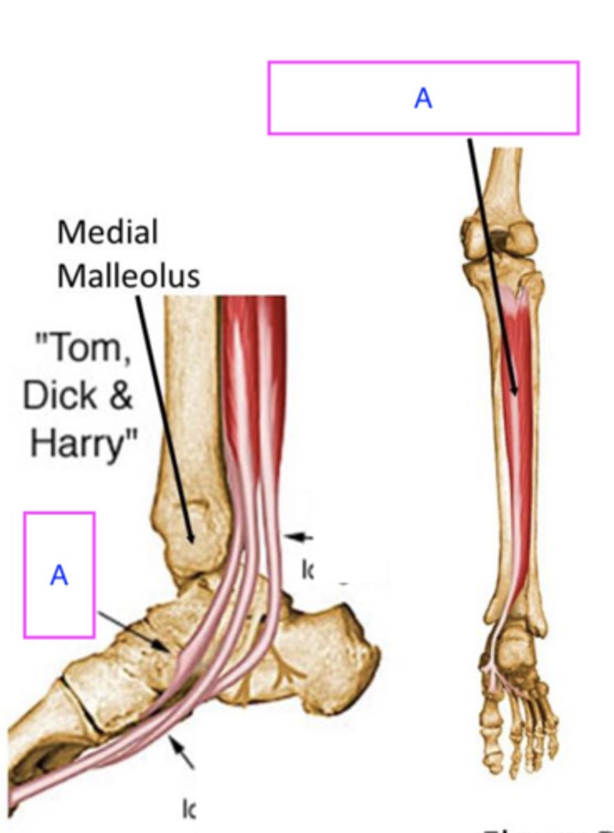 <p>ID deepest muscle</p>