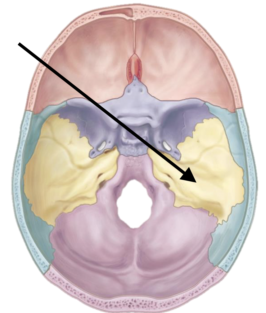 <p>Name the bone</p>