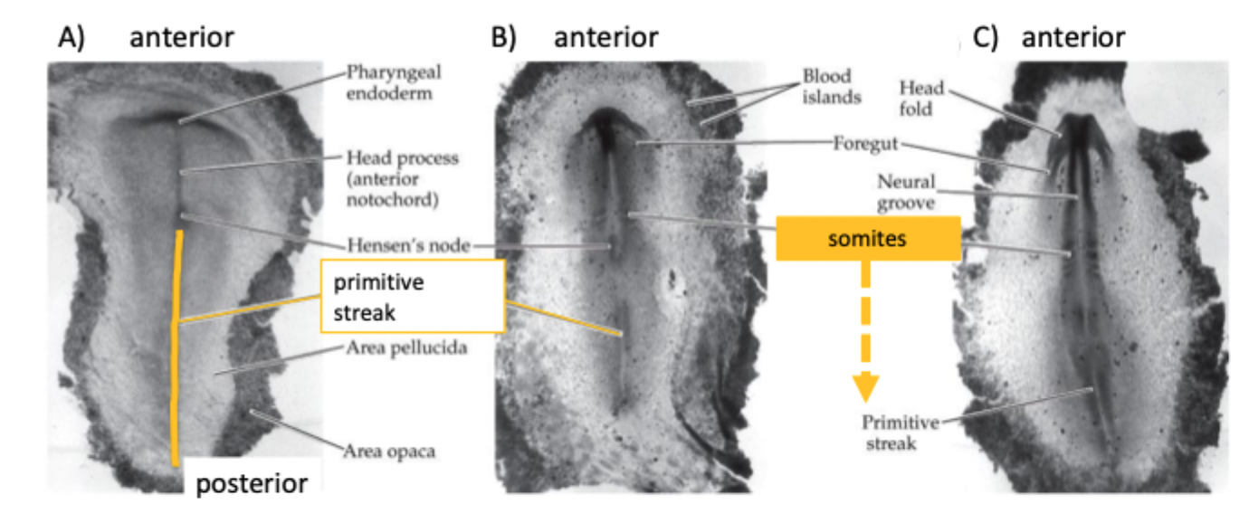 <p>The axial skeleton (with the exception of the skull) arises from somites</p><p>Somites start to form at the anterior end of the embryo and are then added in pairs:</p><ul><li><p>sequentially </p></li><li><p>periodically </p></li></ul><p></p>