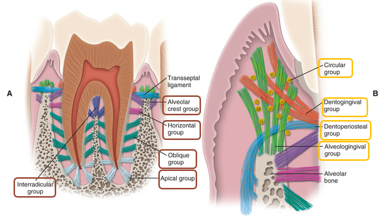 <ul><li><p>Periodontal fibers (Type 1 collagen)</p><ul><li><p>Alveolar crest</p><ul><li><p>Extend obliquely from crest to cervical part of root</p></li><li><p>Prevents extrusive lateral movement of teeth</p></li></ul></li><li><p>Horizontal</p><ul><li><p>At right angles to long axis of tooth</p></li></ul></li><li><p>Oblique</p><ul><li><p>Largest group</p></li><li><p>Extend from cementum obliquely to bone</p></li><li><p>Bear most vertical masticatory stress</p></li></ul></li><li><p>Apical</p><ul><li><p>Irregularly radiate at apical portion of socket</p></li><li><p>Only on teeth with complete root</p></li></ul></li><li><p>Interradicular</p><ul><li><p>Found in furcation areas of multi-rooted teeth</p></li><li><p>Resist non-axial occlusal forces</p></li><li><p>Inflammation from periodontal disease affects these fibers and causes bone loss between roots (called periodontal furcation involvement)</p></li></ul></li></ul></li><li><p>Gingival fibers (not between alveolar bone and cementum)</p><ul><li><p>Dentogingival (dentin and gingiva)</p></li><li><p>Alveologingival (alveolar bone and gingiva)</p></li><li><p>Dentoperiosteal</p></li><li><p>Circular (not connected)</p></li><li><p>Trans-septal (cementum to cementum of adjacent teeth)</p></li></ul></li></ul><p></p>