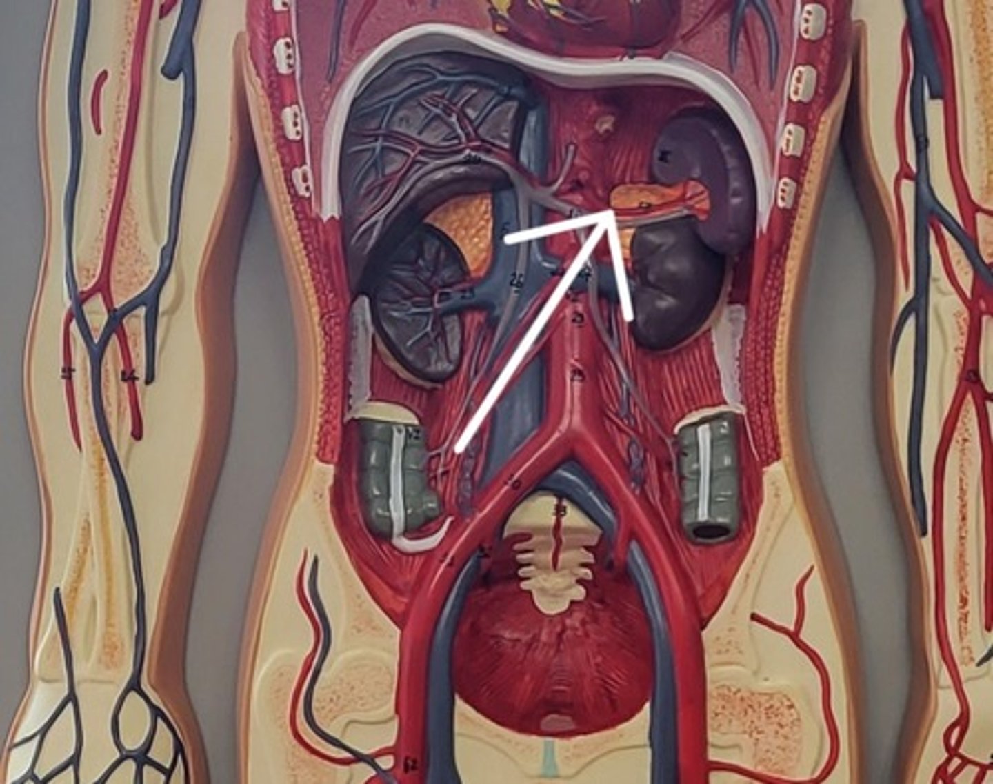 <p>Identify the Structure (RED)</p>