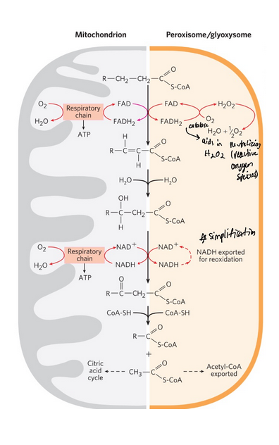 <ul><li><p><span style="background-color: transparent;">In peroxisomes, the flavoprotein acyl-CoA oxidase that introduces the double bond passes electrons directly to O<sub>2</sub>, producing H<sub>2</sub>O<sub>2</sub></span></p><ul><li><p><span style="background-color: transparent;">The enzyme catalase cleaves H<sub>2</sub>O<sub>2</sub> to H<sub>2</sub>O and O<sub>2</sub></span></p></li></ul></li><li><p><span style="background-color: transparent;">The peroxisomal system is much more active on very long chain fatty acids and branched-chain fatty acids since they have a hard time getting into the mitochondria</span></p></li></ul><p></p>