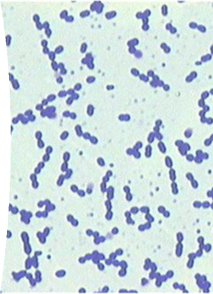 <p>Gram positive cocci in pairs or short chains</p><p>Causes UTIs, wound infections, otitis externa, endocarditis, peritonitis</p><p>Affects urinary, skin, cardiovascular</p><p>Zoonotic</p>