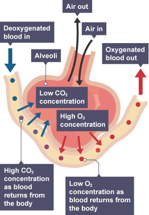 <p>oxygen is taken in and exchanged for carbon dioxide (waste product of respiration)</p>