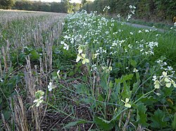 <p>Jointed charlock/ Wild radish (invasive)</p>