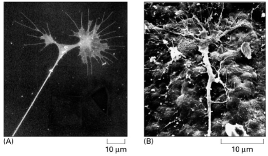 <p>neurons connect to other cells by sending out _________, leaving axons or dendrites to connect to the neuron cell body left behind. Migrate according to -tropic cues (ie chemo-tropic not -taxis)</p><p>large actin-supported extension of a developing or regenerating neurite seeking its synaptic target. regulates neuron movement + polymerization</p>