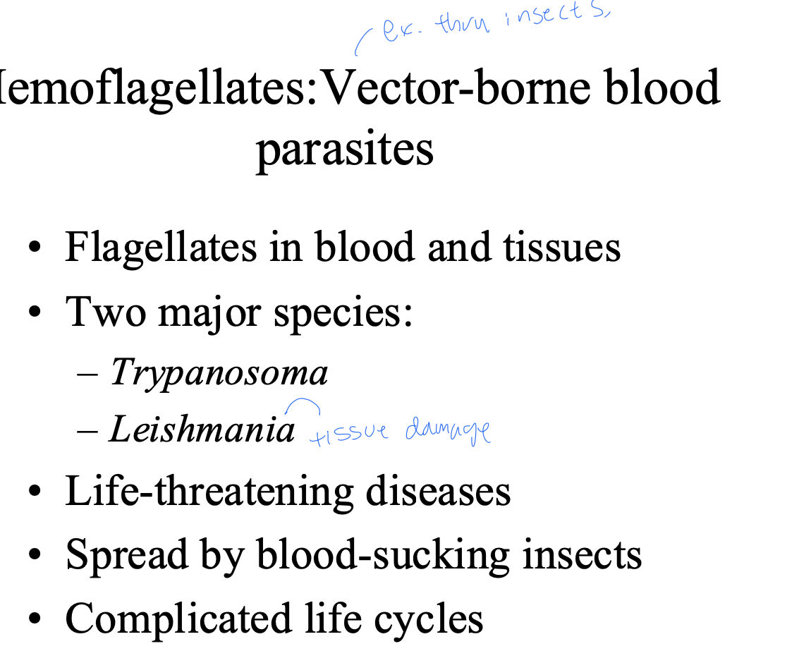 <p>vector-borne blood parasites</p>