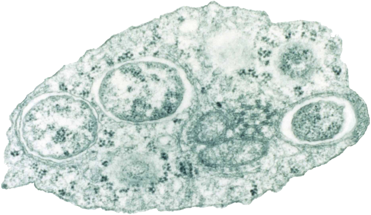 term image