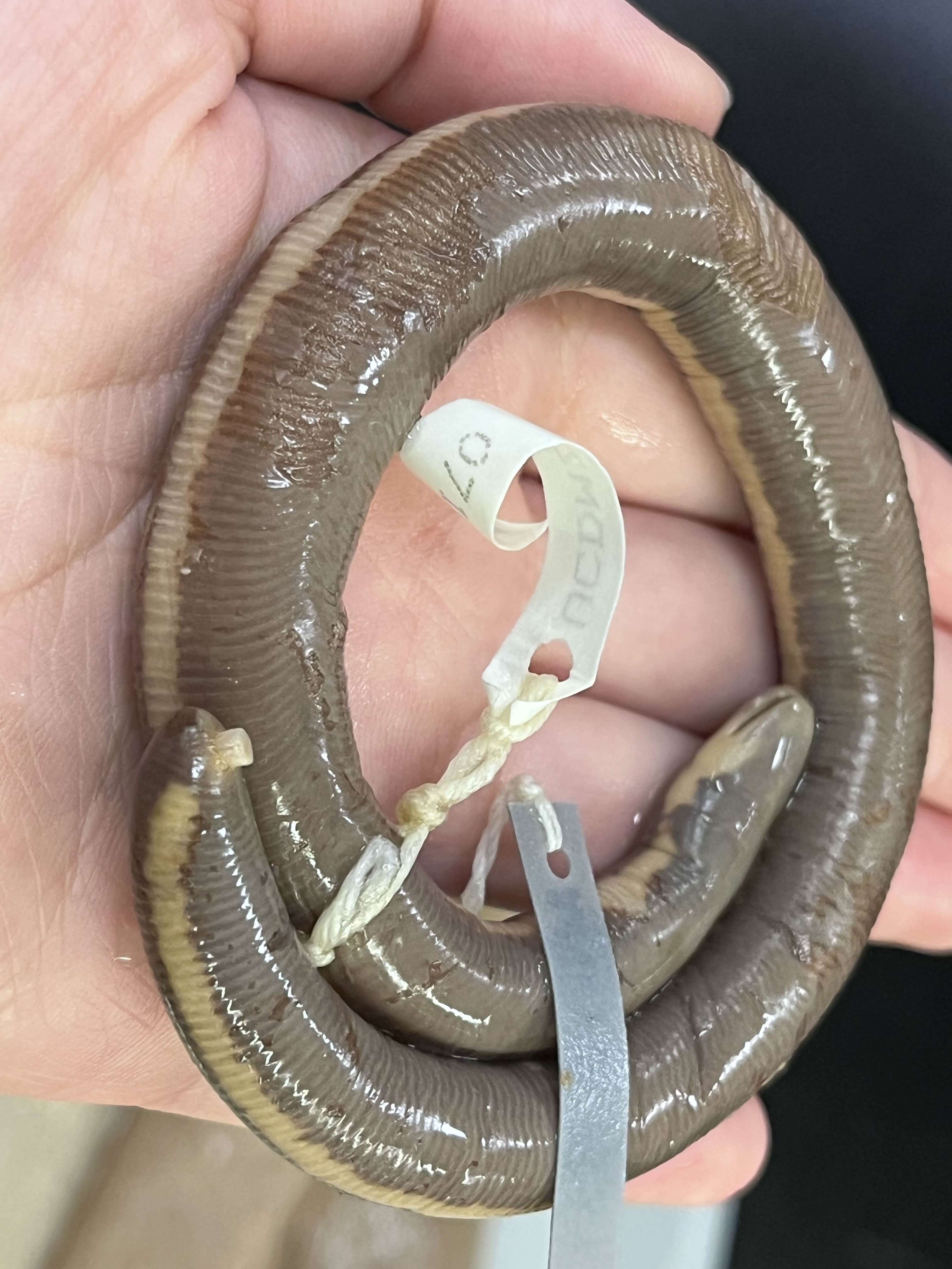 <p>Order + Family</p><ul><li><p><strong>rings</strong></p></li><li><p><strong>snake/worm like</strong></p></li><li><p>~200 species</p></li><li><p>Pantropical areas</p></li></ul><p></p>