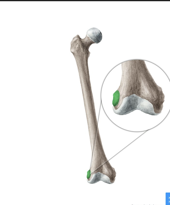 <p>small bump on the upper/outer area of the lateral condyle, opposite side as the head</p>