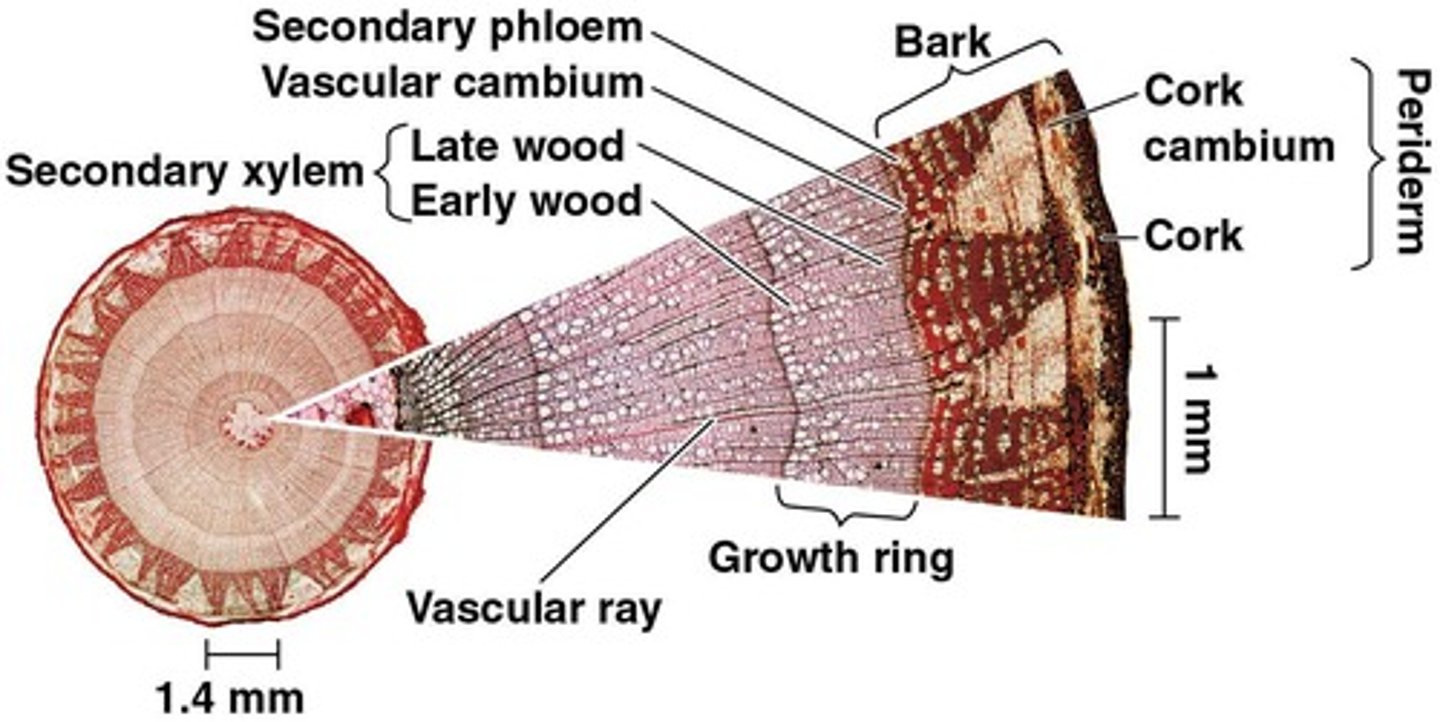 <p>Through phloem, using a pressure flow mechanism.</p>