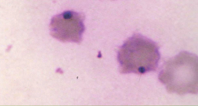 <p>What type of cell? </p>