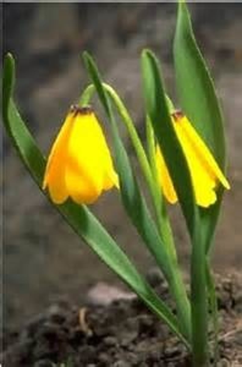 <p>perennial herb often w bulb/corm</p><p>Leaves: simp, linear, no petiole</p><p>Inflor: solitary</p><p>Flowers: Bell-like petals, perf, radial, 6 tepal, 6 st, 3 gyn, superior ovary</p><p>Fruit: capsule</p>