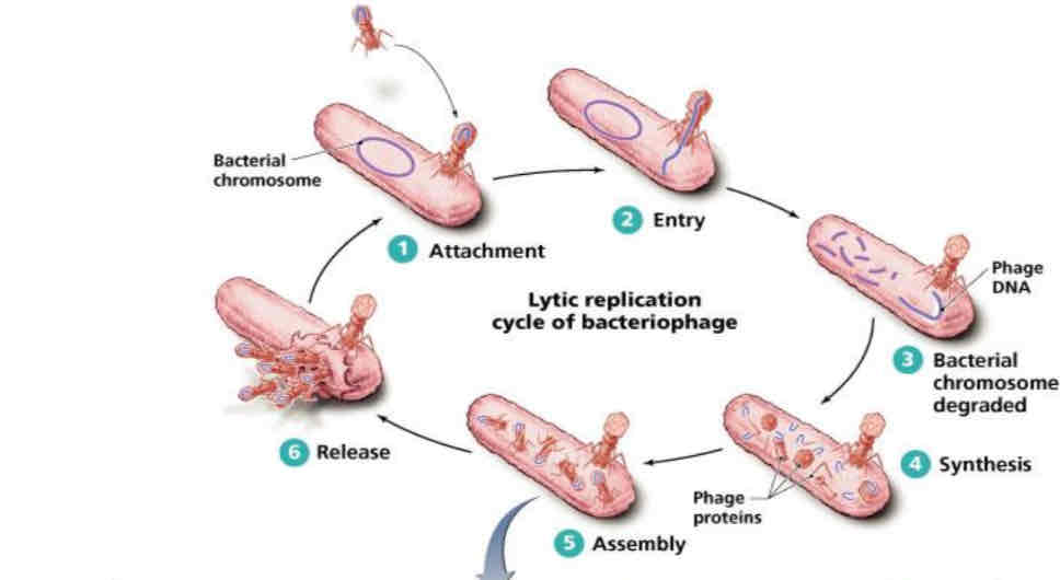 <p>1) Attachment </p><p>2) Entry</p><p>3) Bacterial chromosome degraded </p><p>4) Synthesis</p><p>5) Assembly</p><p>6) Release</p>