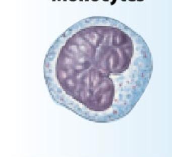 <p>What is the function of the monocytes (macrophages)?</p>
