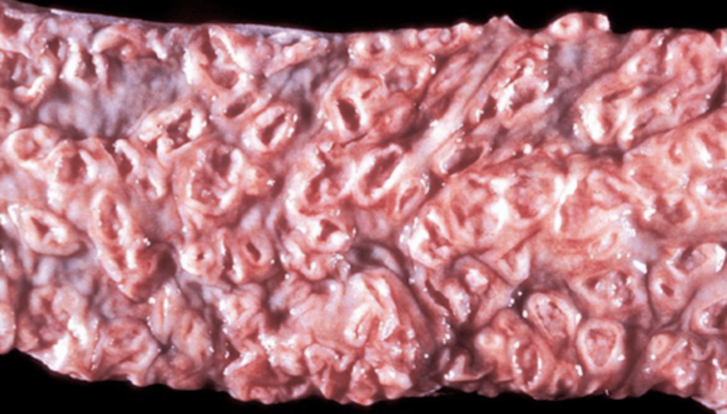 <p>¿patología morfológica y etológica?</p>