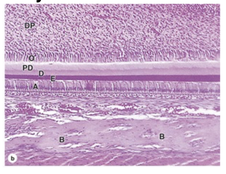 <p>What are the 7 tooth layers?</p>