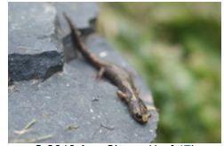 <p>(Clouded Salamander)</p>