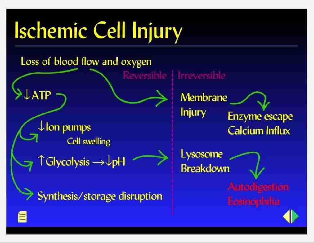 <ul><li><p>Ischemia/hypoxia </p></li><li><p>Chemical injury : from drugs to poisons</p></li><li><p>Infectious agents : from viruses to parasites </p></li><li><p>Immune effector proteins &amp; cells : autoimmune disease </p></li><li><p>Growth factor stimulation/removal </p></li><li><p>Nutritient imbalances, specific metabolic inhibitors: protein to vitamin deficiencies, excess cholesterol </p></li><li><p>Mechanical/physical - trauma, wound, temperature (hot/cold) ionizing radiation </p></li></ul>