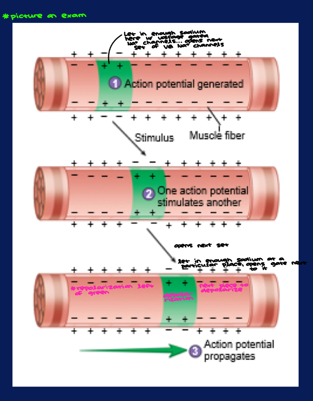 <p><strong>PIC ON EXAM </strong></p>
