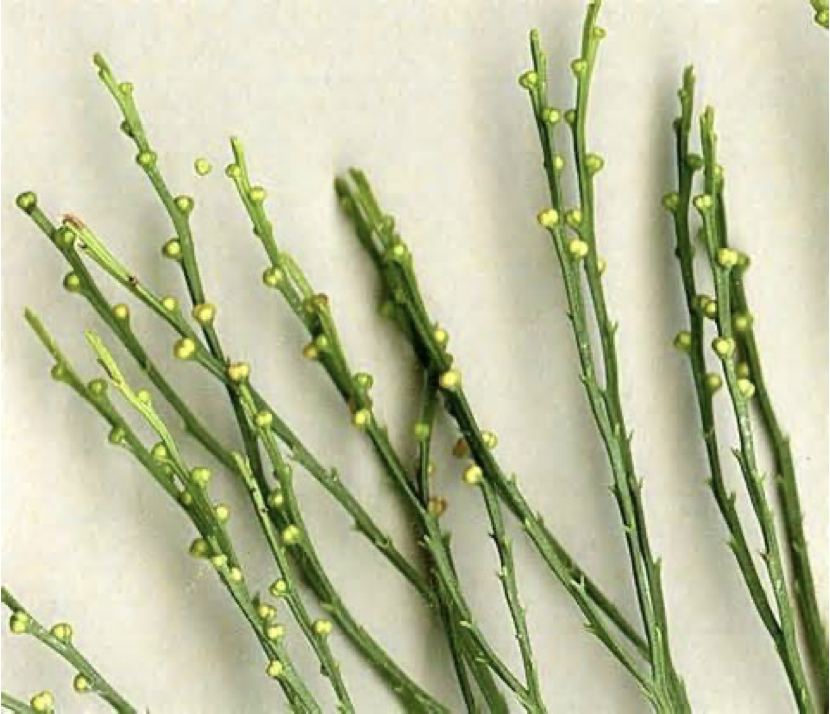 <p>Psilotum </p>