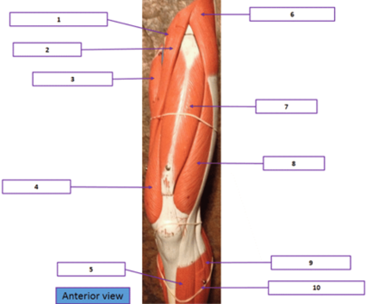 <p>Identify the muscle labeled 9.</p>